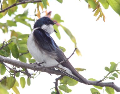 SWALLOW, TREE (4-13-10) santa margarita lake - 12