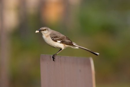 Northern Mockingbird, NPSPhoto, R. Cammauf
