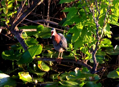 Green Heron (2), NPSphoto, S. Zenner