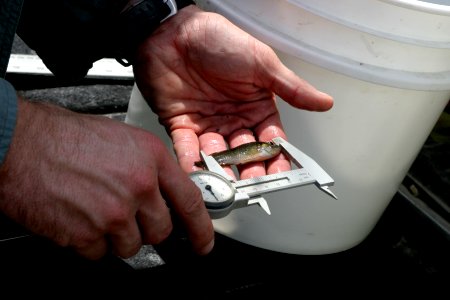 Fish Biologists 04 - Measuring Fish, NPSPhoto, R. Cammauf.jpg photo