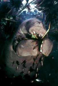 Manatee (5), NPSPhoto