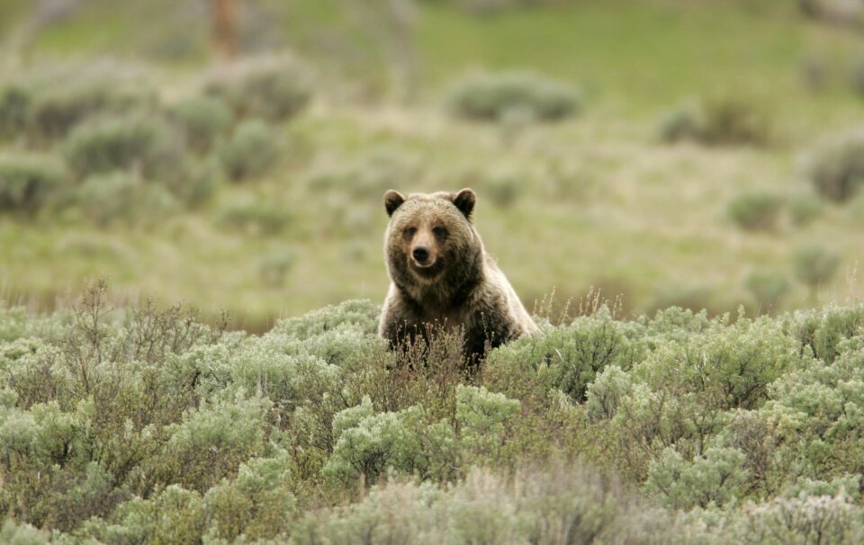 Wild carnivore sitting
