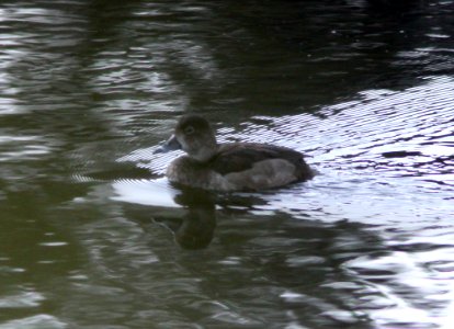 DUCK, RING-NECKED (12-11-10) pena blanca lake, scc, az -02