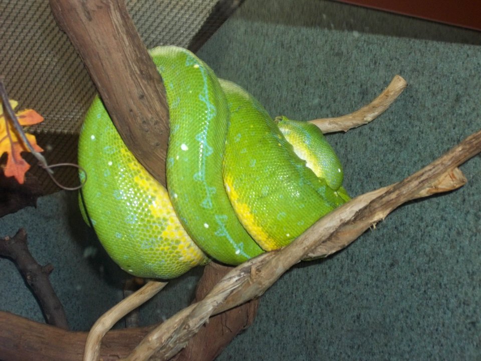 Snake