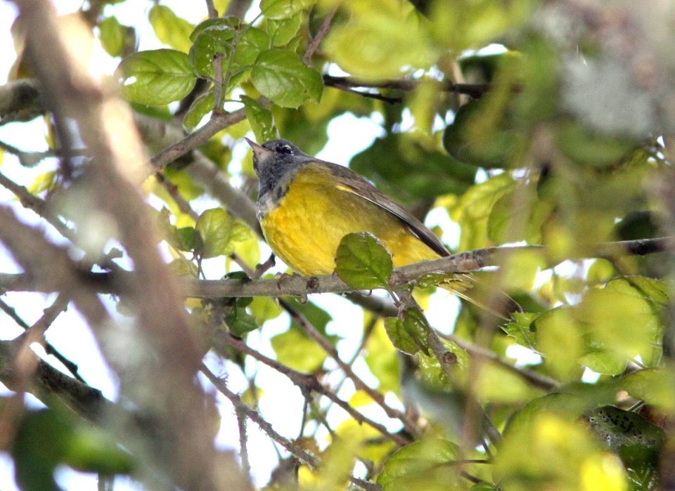 WARBLER, MACGILLIVRAY'S (4-15-10) cerro alto campground area, slo co, ca -04