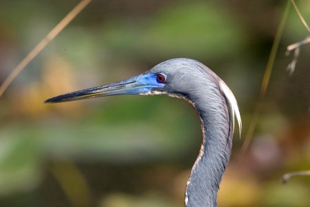 Tricolored Heron (4), NPSPhoto, R. Cammauf photo