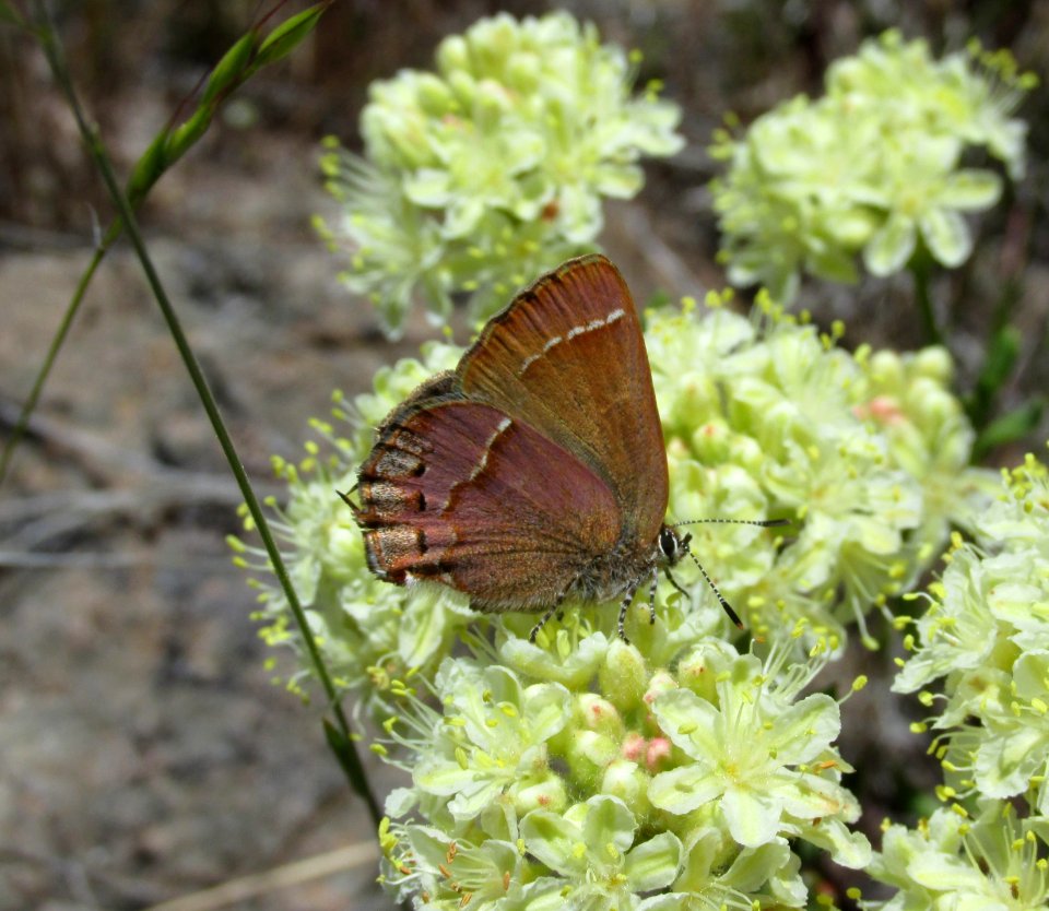 Nelson's Cedar Hairstreak, Mitoura grynea