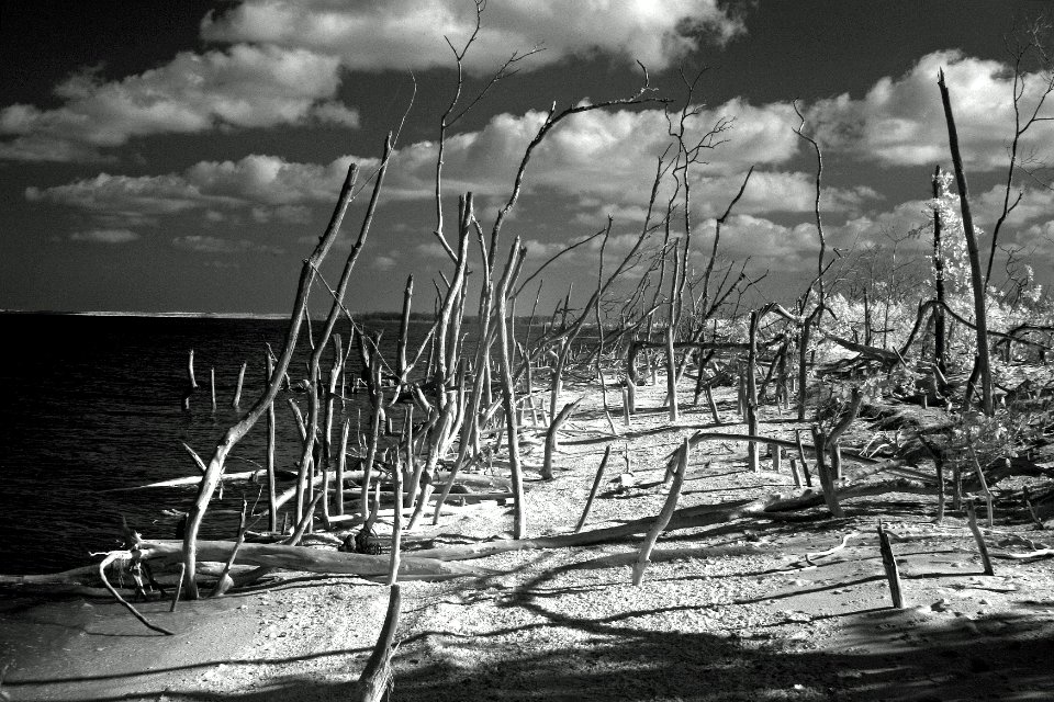 Coastal Habitat, NPSPhoto, G.Gardner.jpg