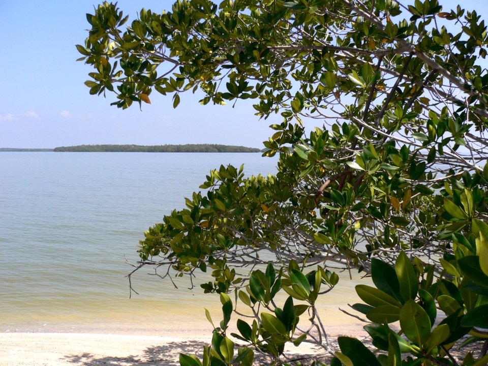 Mangrove Island, Ten Thousand Islands, NPSPhoto, D.Grimes