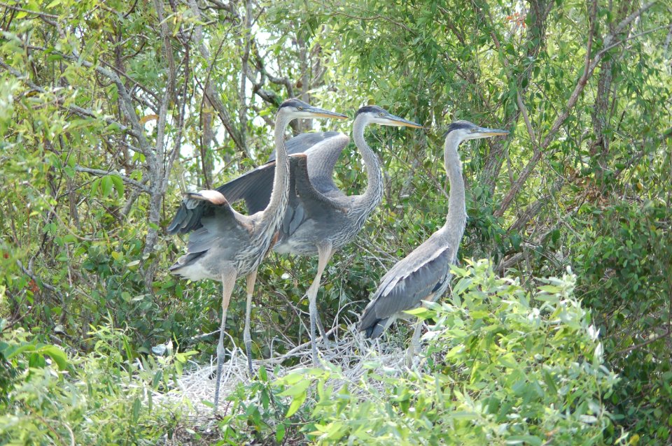 Great Blue Herons- Junvenile, NPSphotos.jpg