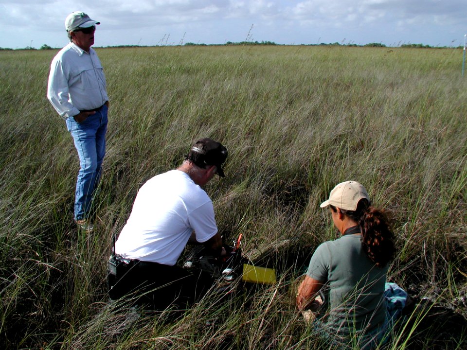 Seaside Sparrow Banding Research (3), NPSPhoto