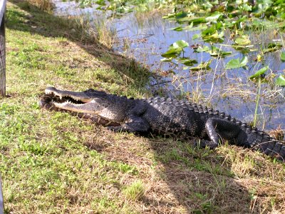 Gator vs Python, 10, NPSPhoto