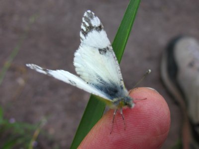 Large Marble, Euchloe ausonides