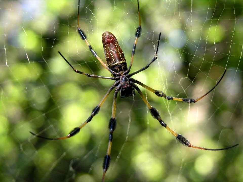 Silk Spider, NPSphoto, S. Zenner