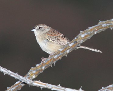 SPARROW, CASSIN'S (7-19-10)  yard, patagonia, az -01