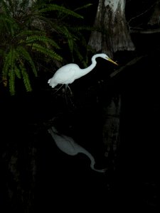 Great Egret 3, NPSphoto, S. Zenner