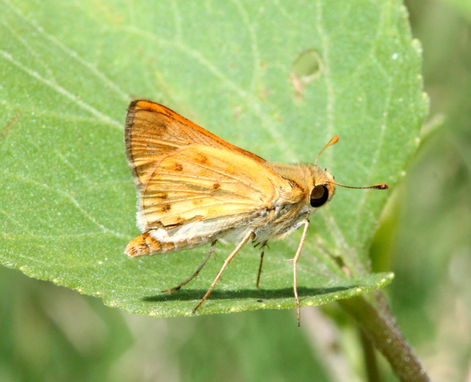 SKIPPER, FIERY (Hylephila phyleus) (8-4-12) pat lake state park, scc, az -01