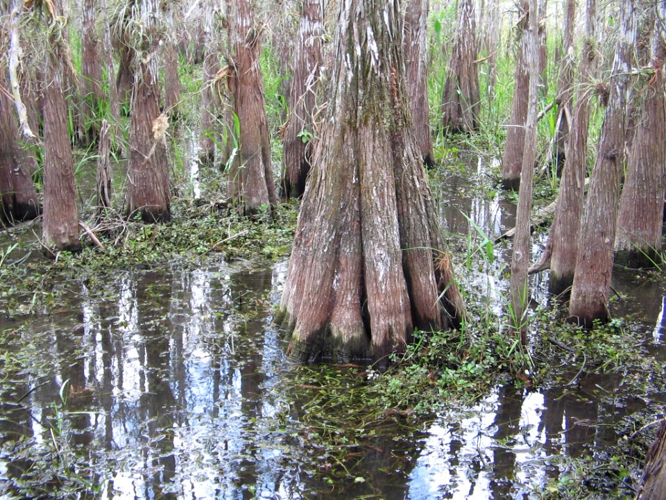 Cypress (4), NPSphoto.jpg