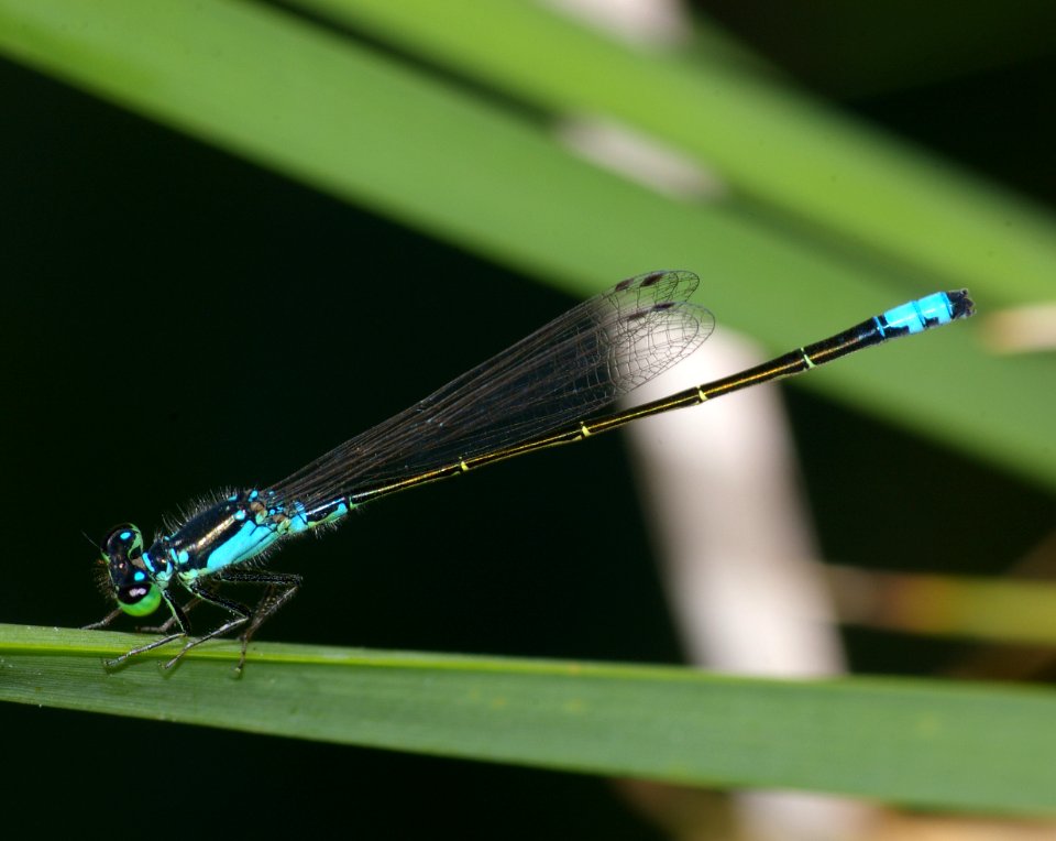 FORKTAIL, PLAINS (ischnura damula) (7-29-08) albuquerque zoo pond, nm -2