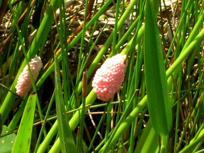 Exotic Snail eggs, NPSphotos.jpg