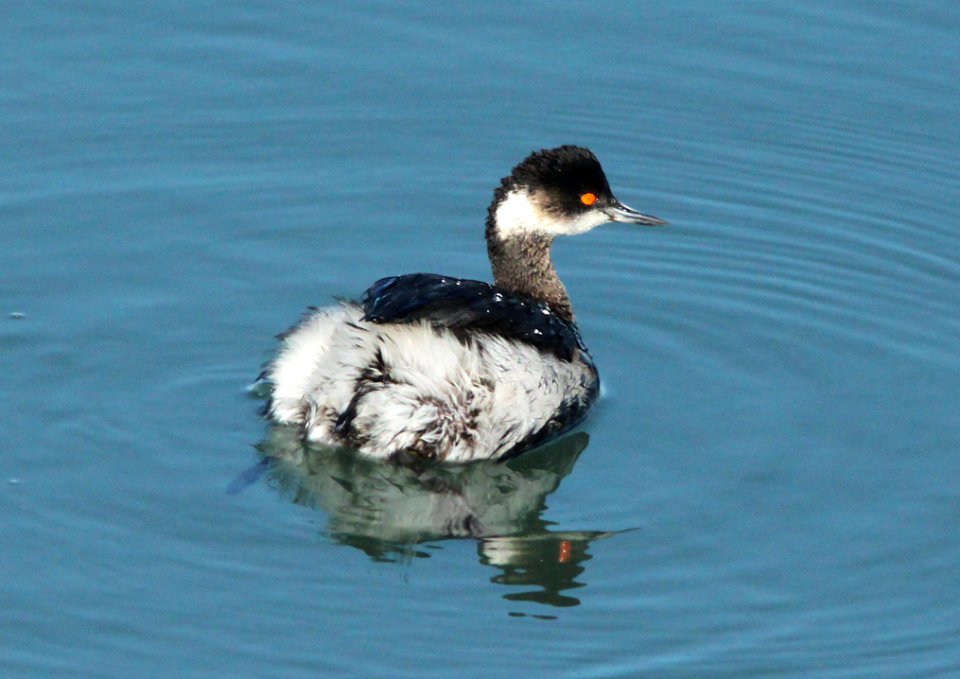 GREBE, EARED (3-23-10) morro bay, ca -02