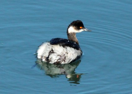 GREBE, EARED (3-23-10) morro bay, ca -02