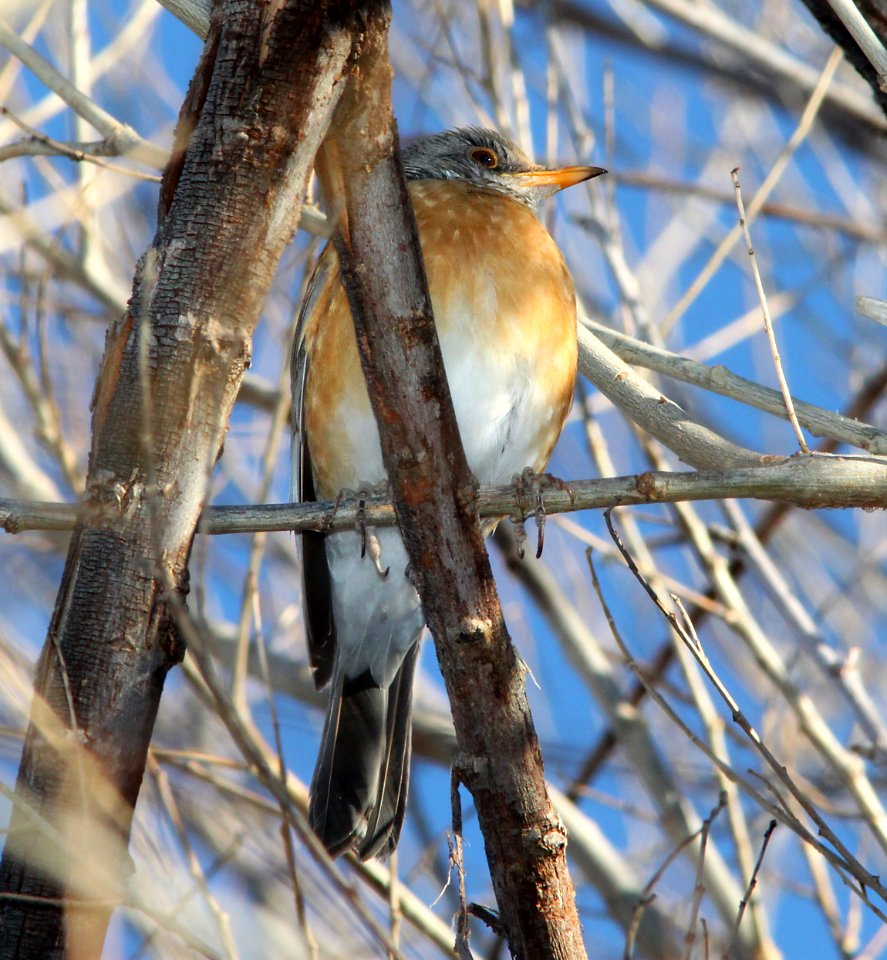 ROBIN, RUFOUS-BACKED (1-4-11) patagonia lake, scc, az -03