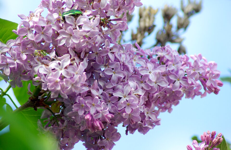 Flowers lilac purple