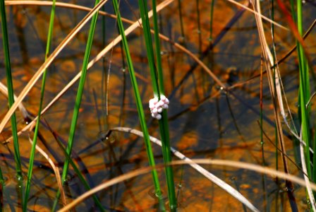 Apple Snail Eggs, NPS Photo