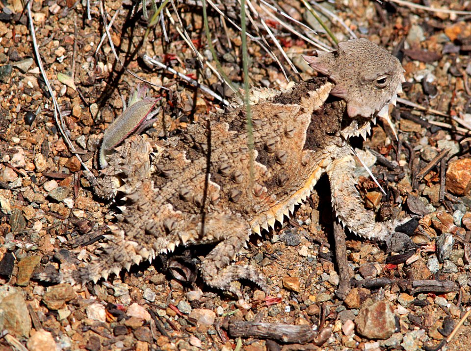 HORNED LIZARD, COAST (Phrynosoma coronatum) (6-19-10) cuesta ridge, slo co, ca -01
