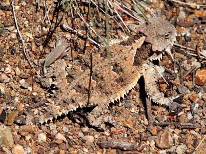 HORNED LIZARD, COAST (Phrynosoma coronatum) (6-19-10) cuesta ridge, slo co, ca -01