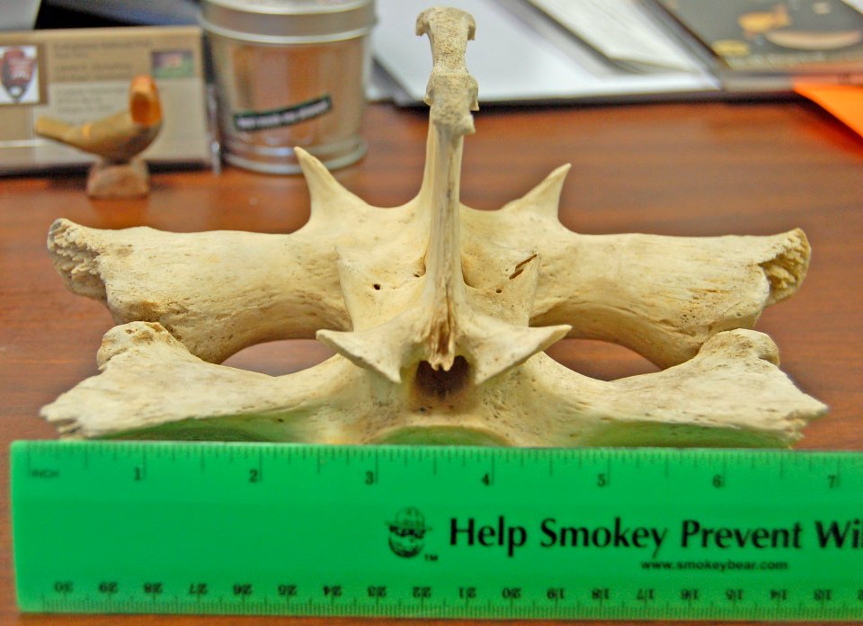 Alligator Vertebrae (3), NPSphotos.jpg
