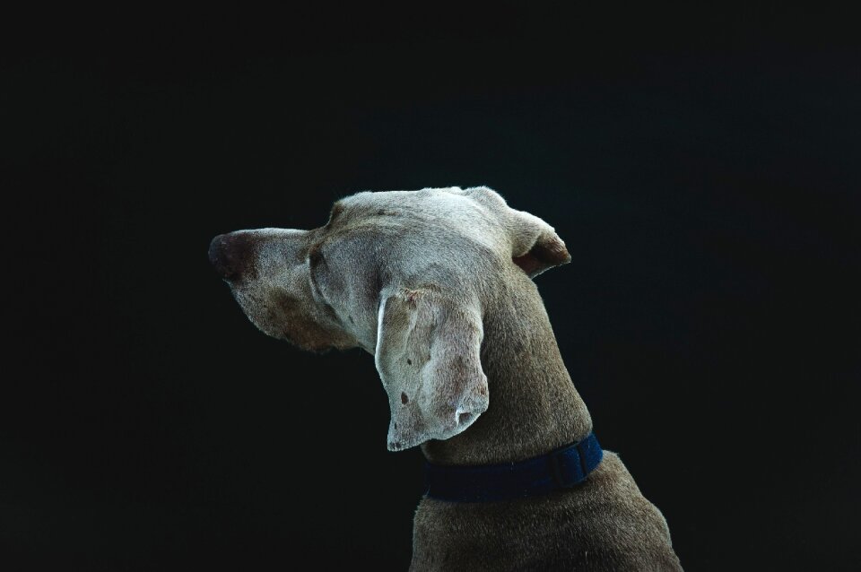 Domestic cute canine