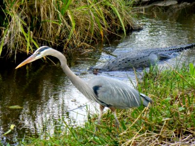 Great Blue Heron and Alligator, NPSPhoto, D.Harris (1)
