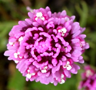 OWL CLOVER () (4-22-10) carrizo plain nat mon -04