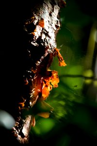 Gumbo Limbo NPSPhoto, R. Cammauf (1)