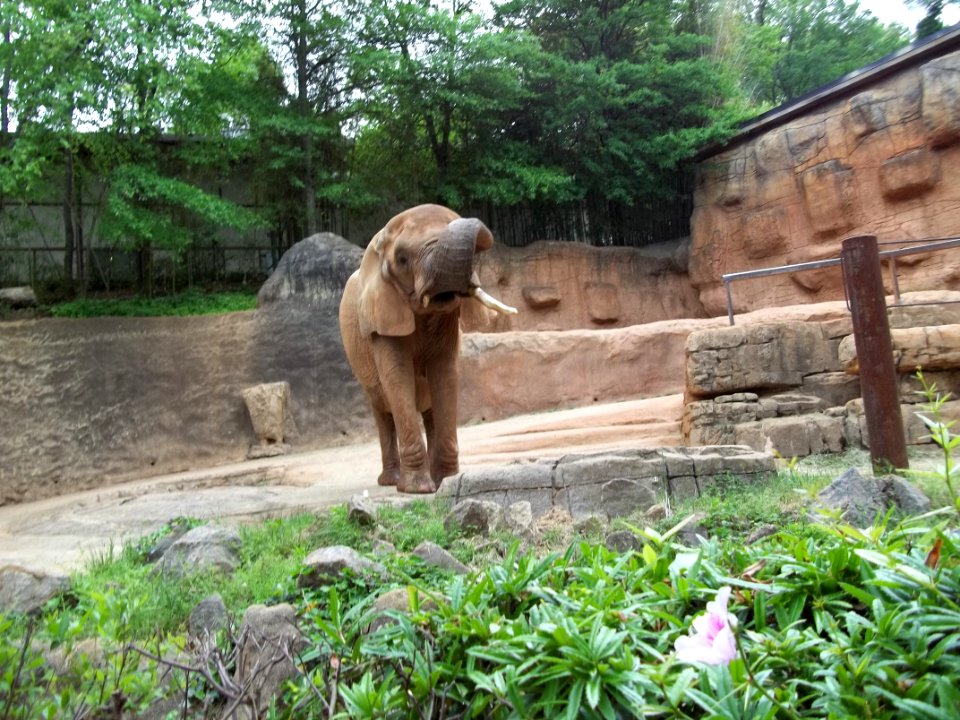 Elephant