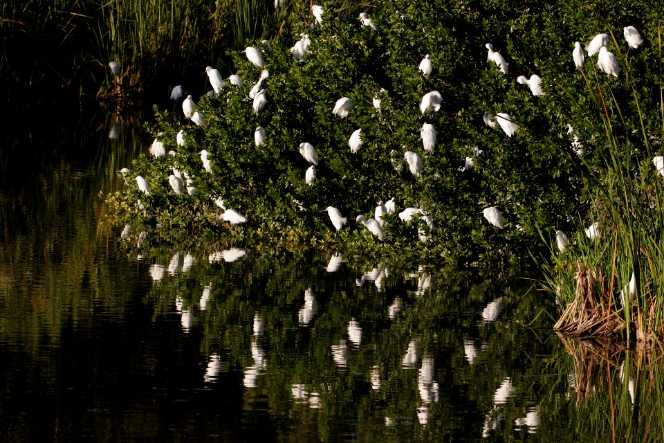Snowy Egrets - Eco Pond (1), NPSPhoto, R. Cammauf