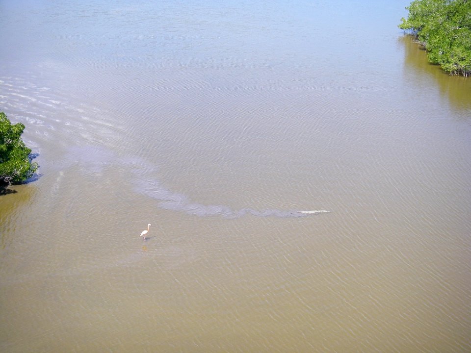 Flamingo and Crocodile (1), NPSPhoto, M.Parry