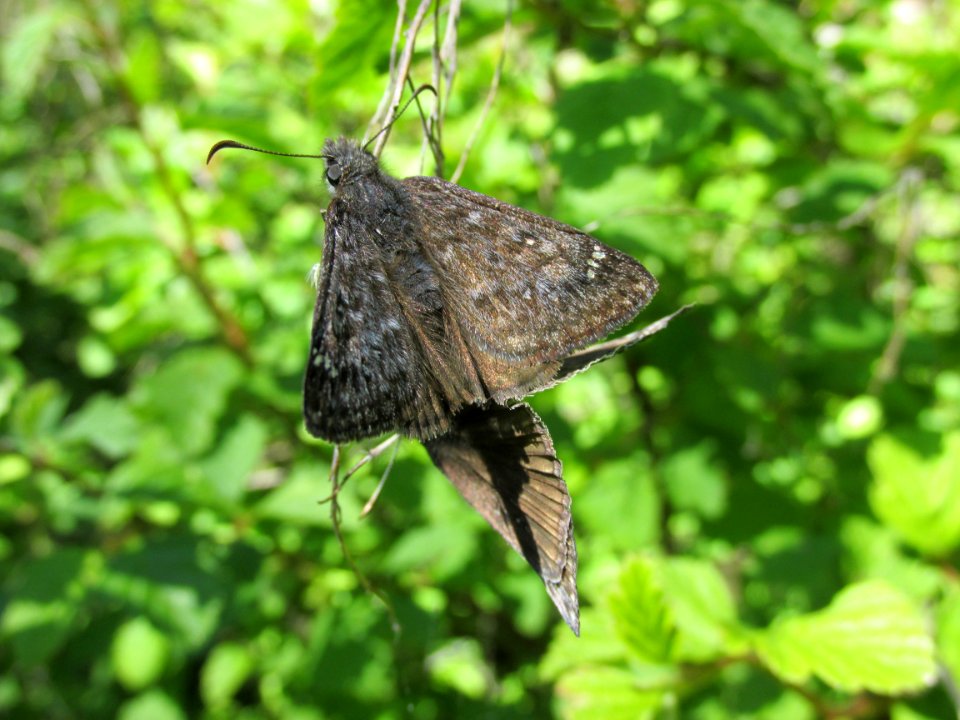 Pacuvius Duskywing