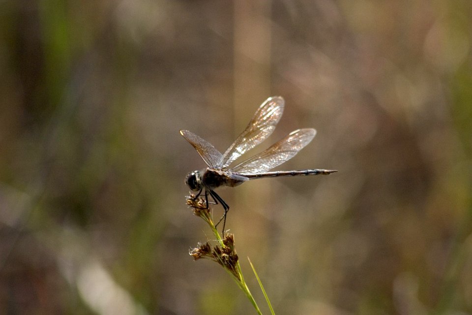 Dragonfly, 2, NPSPhoto
