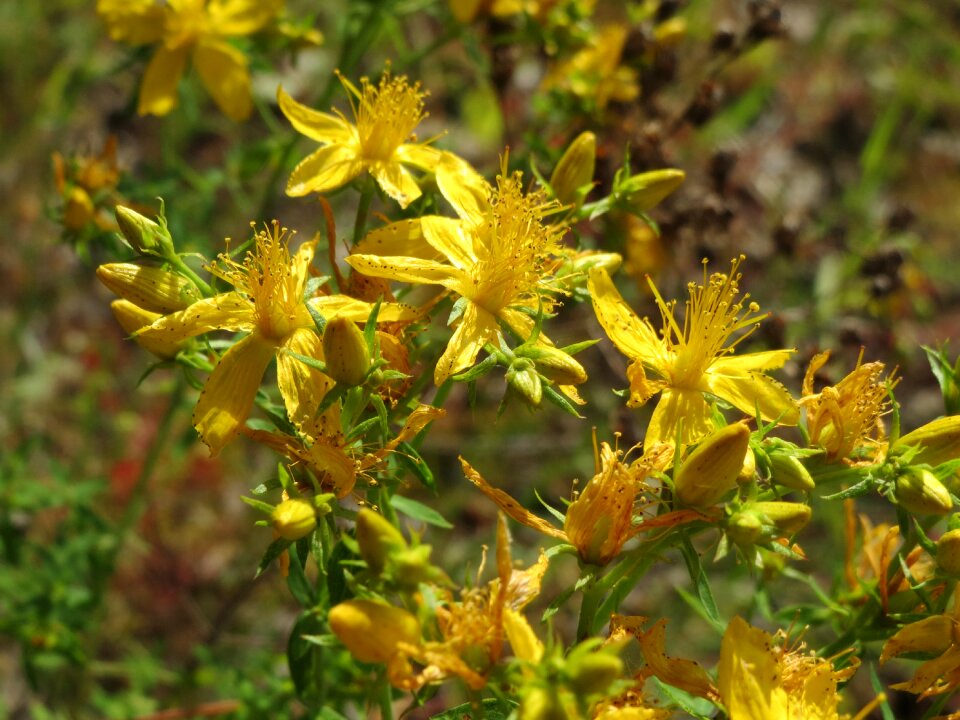 St john's wort wildflower flora