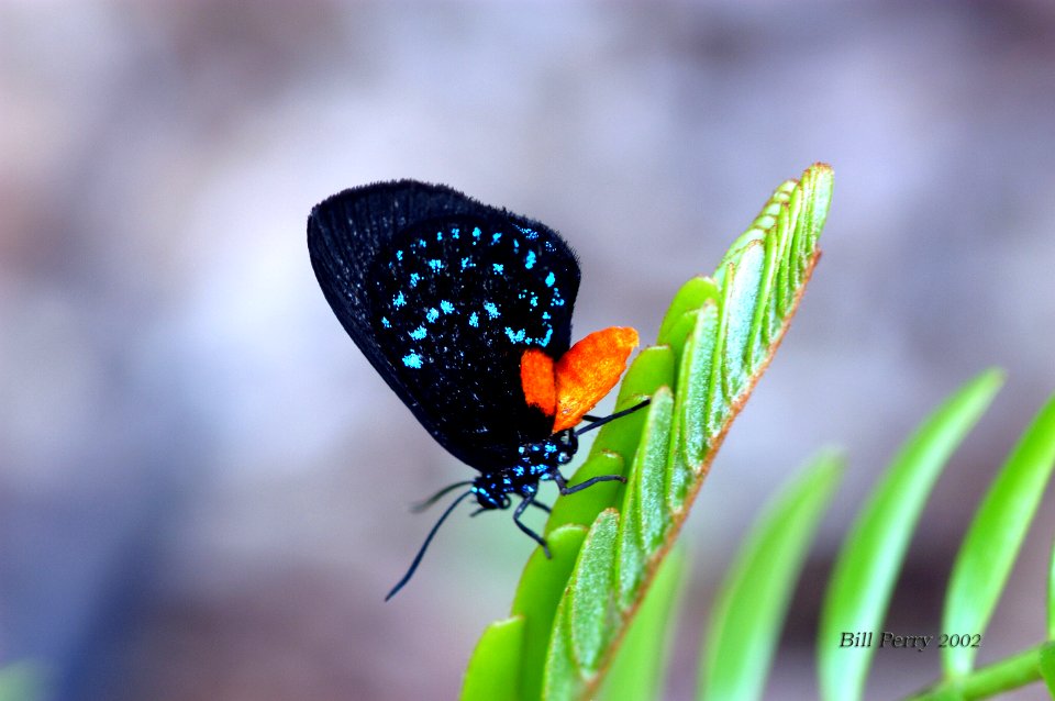 Atala adult, NPS Photo
