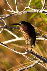 Green Heron (2), NPSPhoto, R. Cammauf