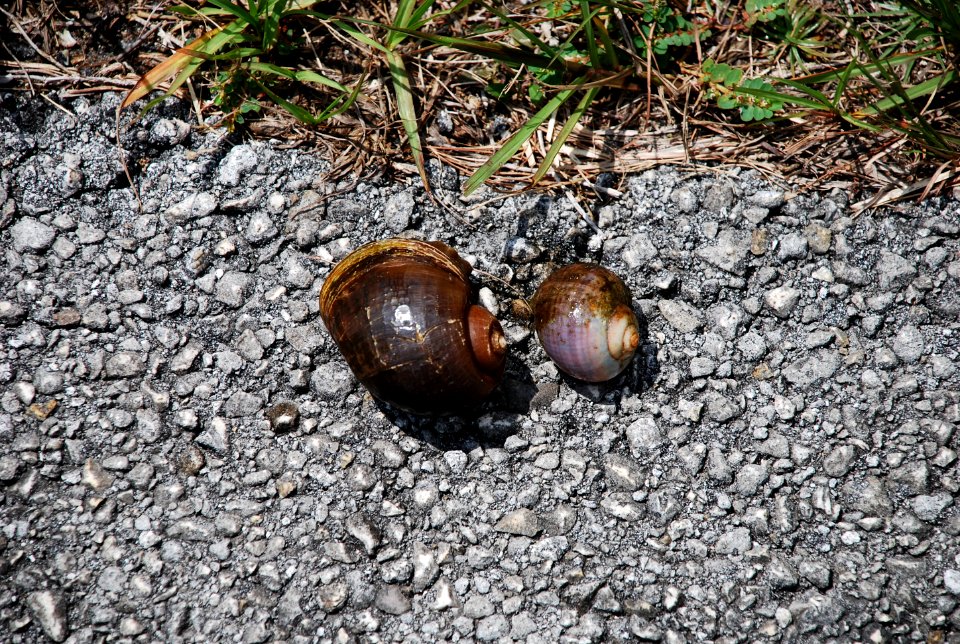 Apple Snail: Native versus non native, NPSphotos.jpg