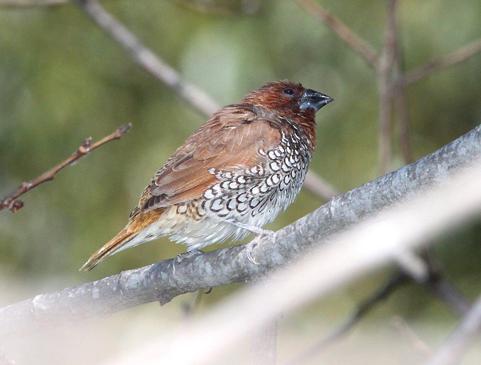 SCALY-BREASTED MUNIA / NUTMEG MANNIKIN (4-30-10) san luis obispo, slo co, ca -01