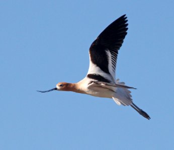 AVOCET, AMERICAN (5-1-10) adult alarmed over chicks, carrizo plain nat mon , slo co, ca -01