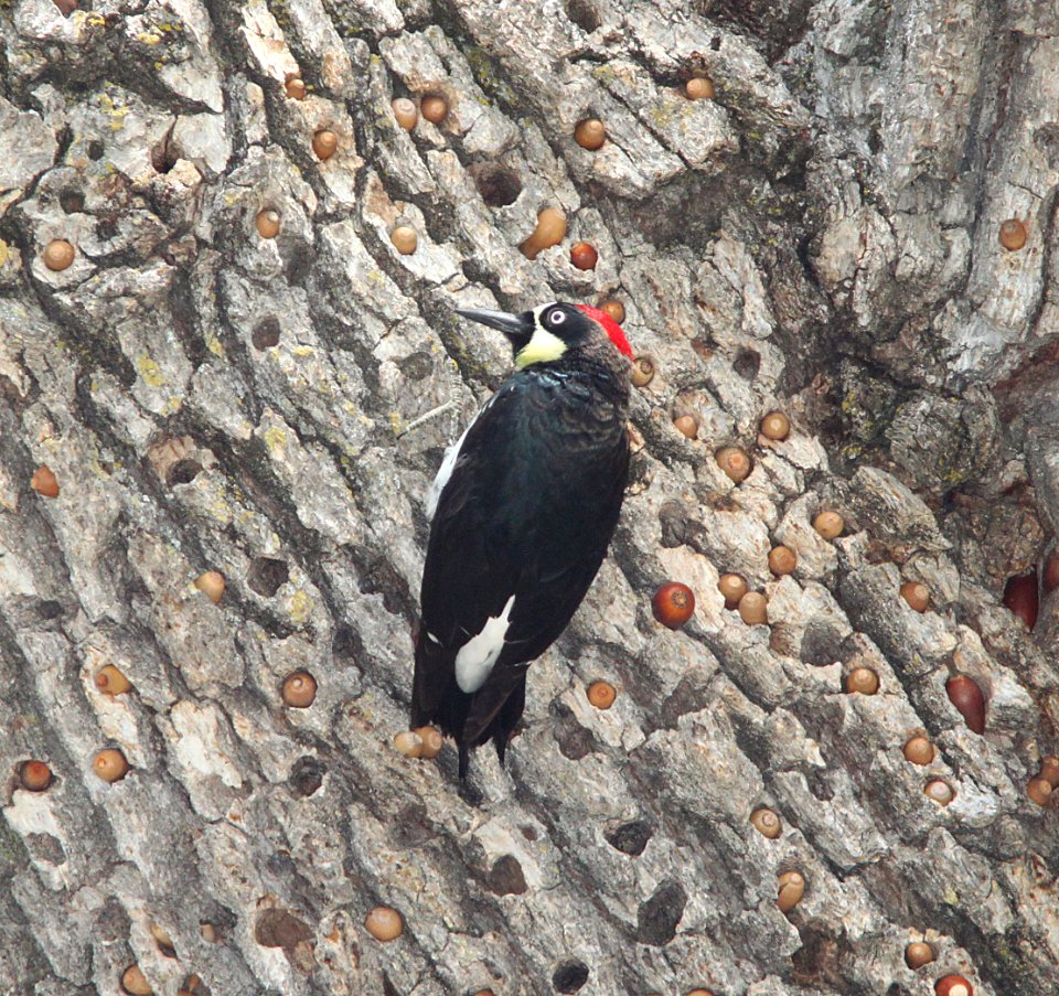 WOODPECKER, ACORN (3-24-10) atascadero lake, slo co, ca -01