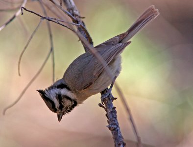 TITMOUSE, BRIDLED (3-4-08) patagonia state park, az -1