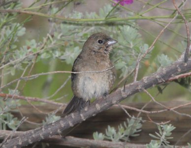 BUNTING, VARIED (8-5-10) yard, west of patagonia, scc, az -02